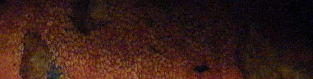 Presi nella rete...quiz.